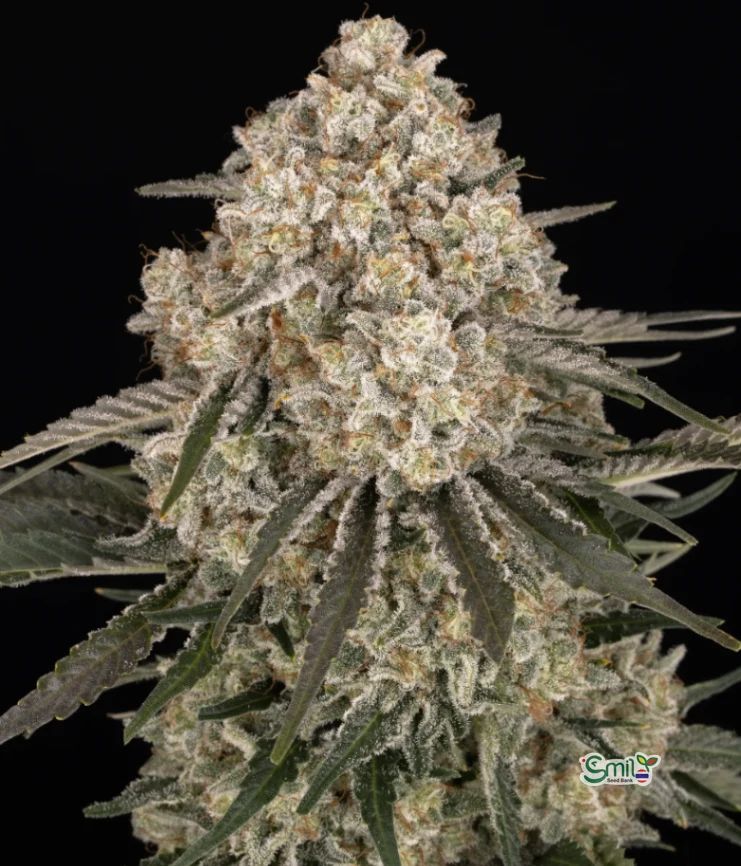 AK-47 — 2