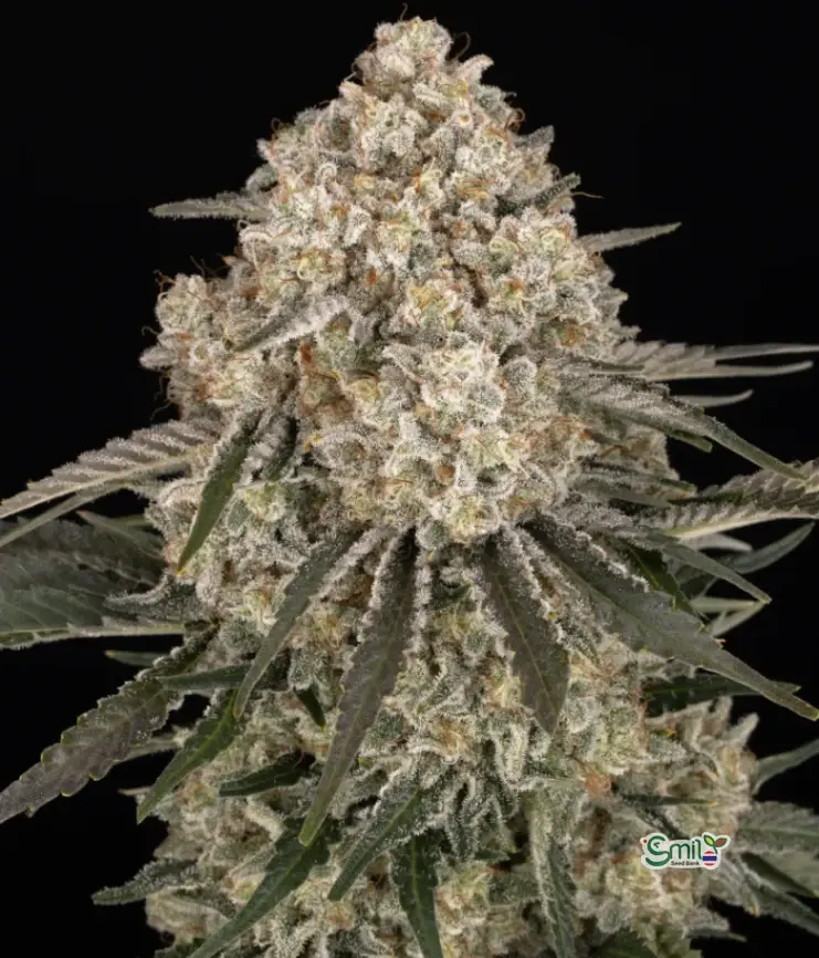 AK-47 — 2