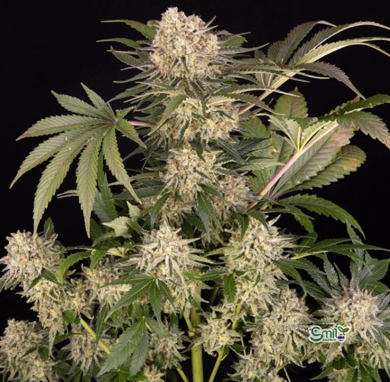 AK-47 — 3