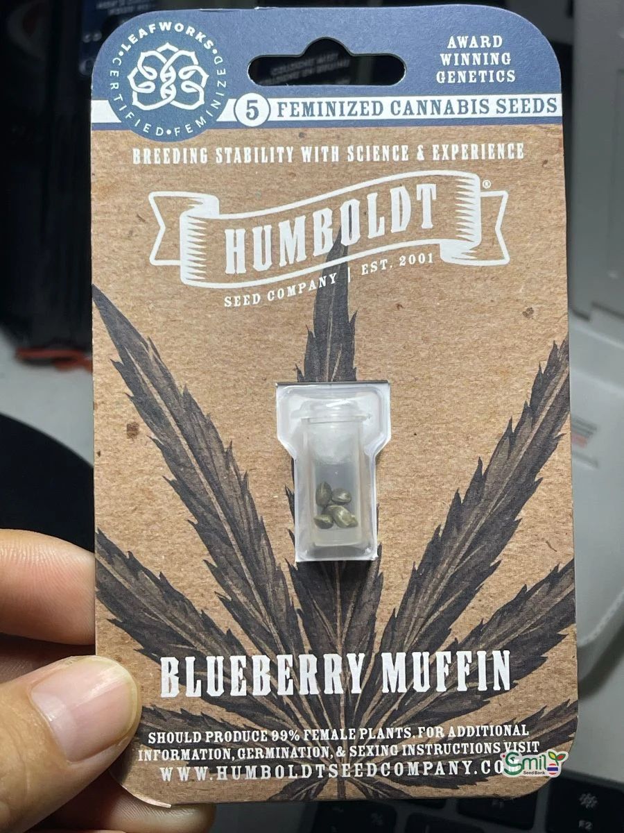 Blueberry Muffin — 2