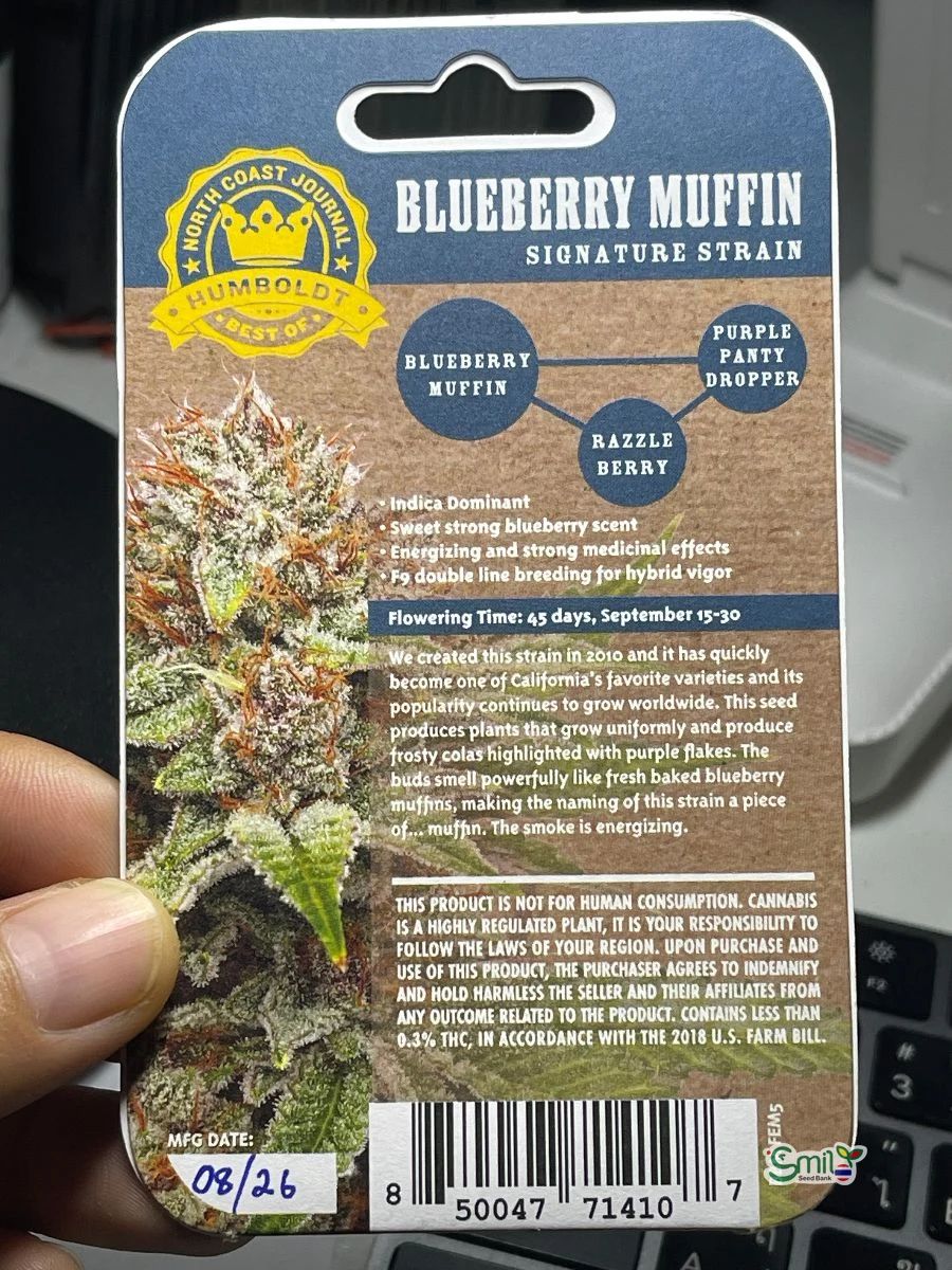 Blueberry Muffin — 3