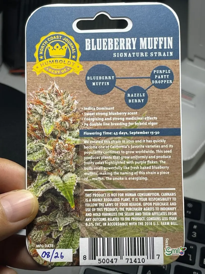 Blueberry Muffin — 3
