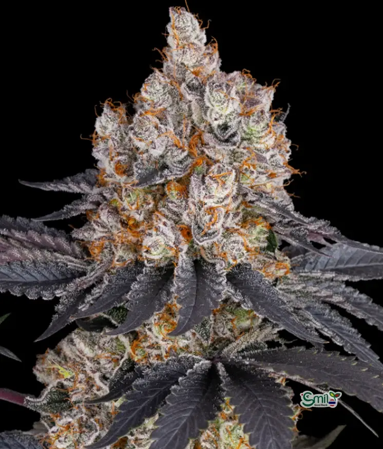 Gelato — 1
