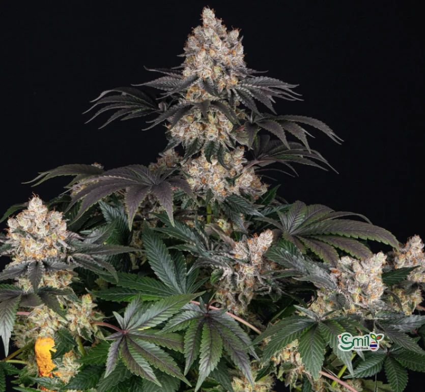 Gelato — 2