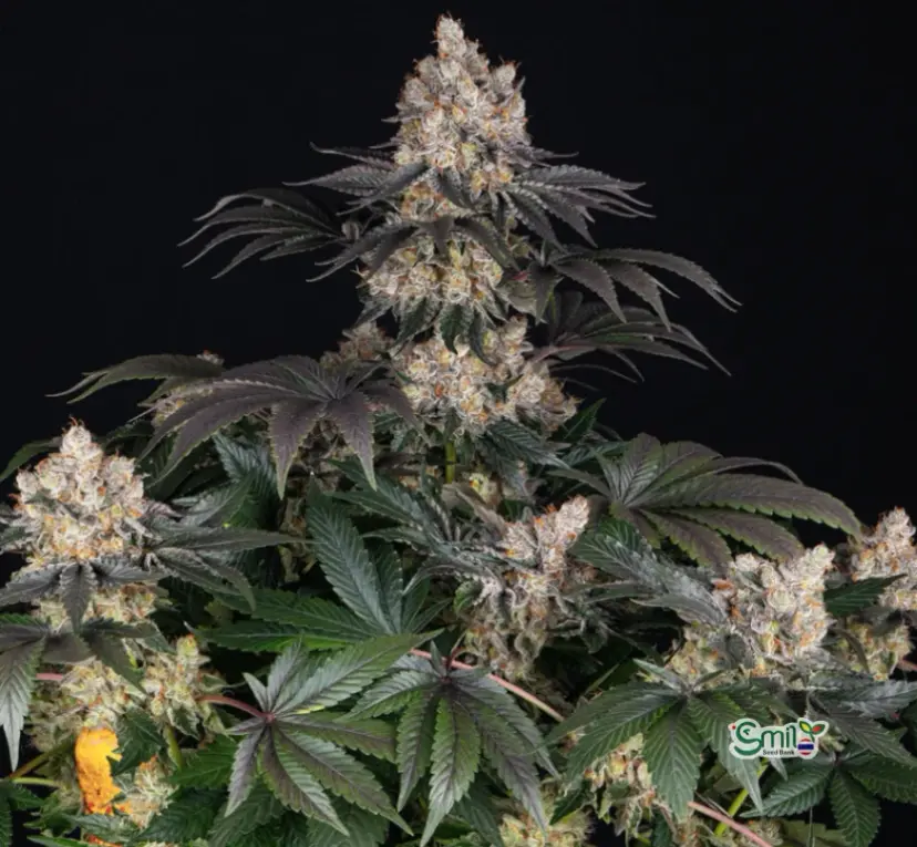 Gelato — 2