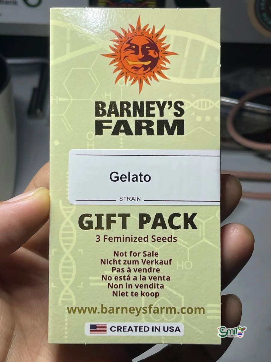 Gelato — 3