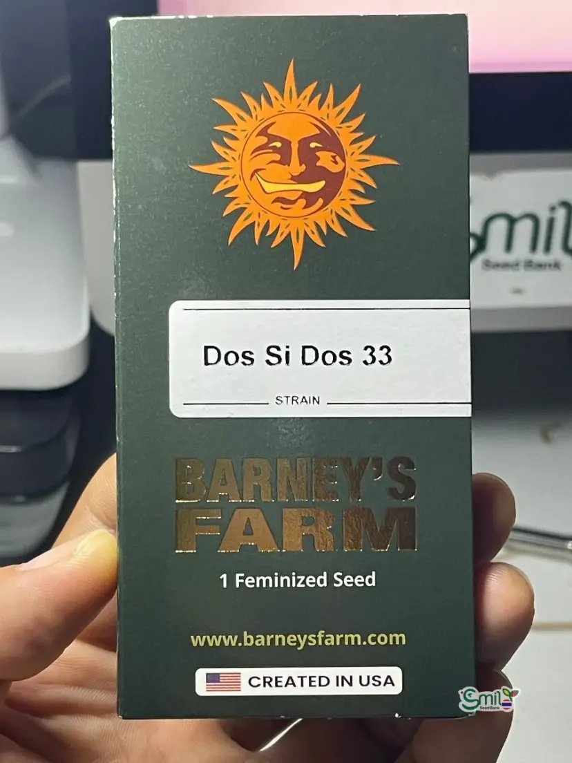 Dos Si Dos 33 — 1