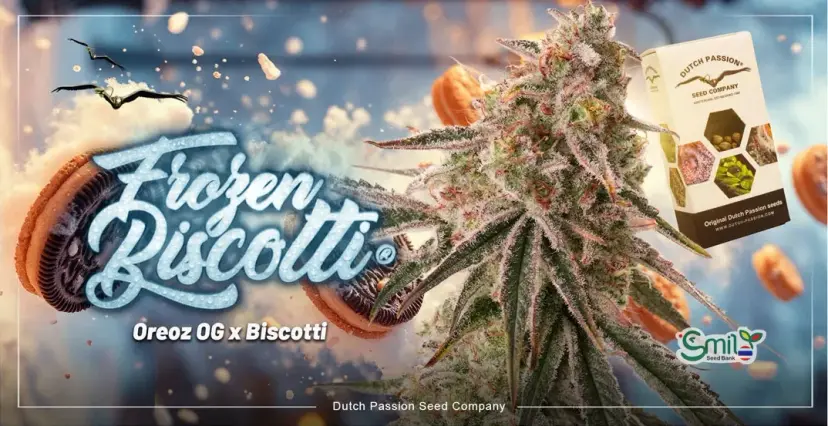 Frozen Biscotti — 1