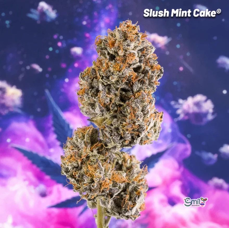 Slush Mint Cake — 6
