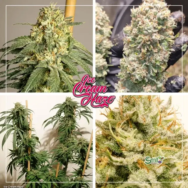 Ice Cream Haze — 1