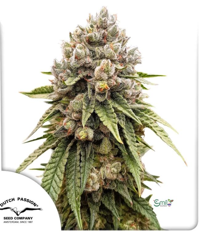 Ice Cream Haze — 2