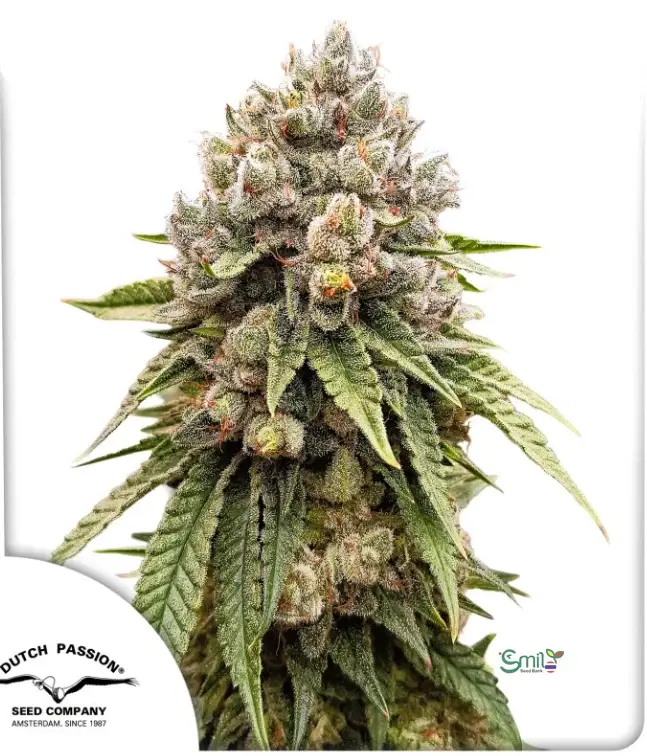 Ice Cream Haze — 2