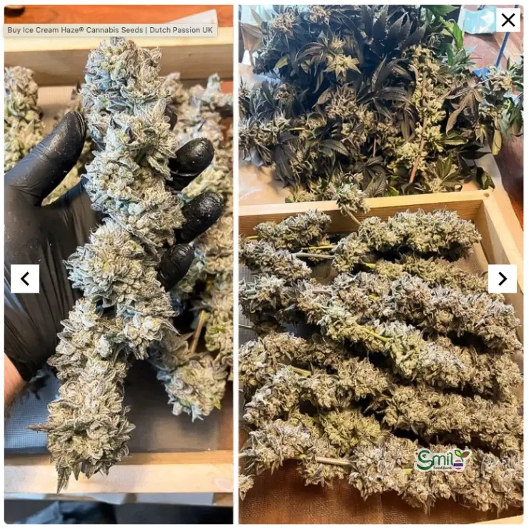 Ice Cream Haze — 8