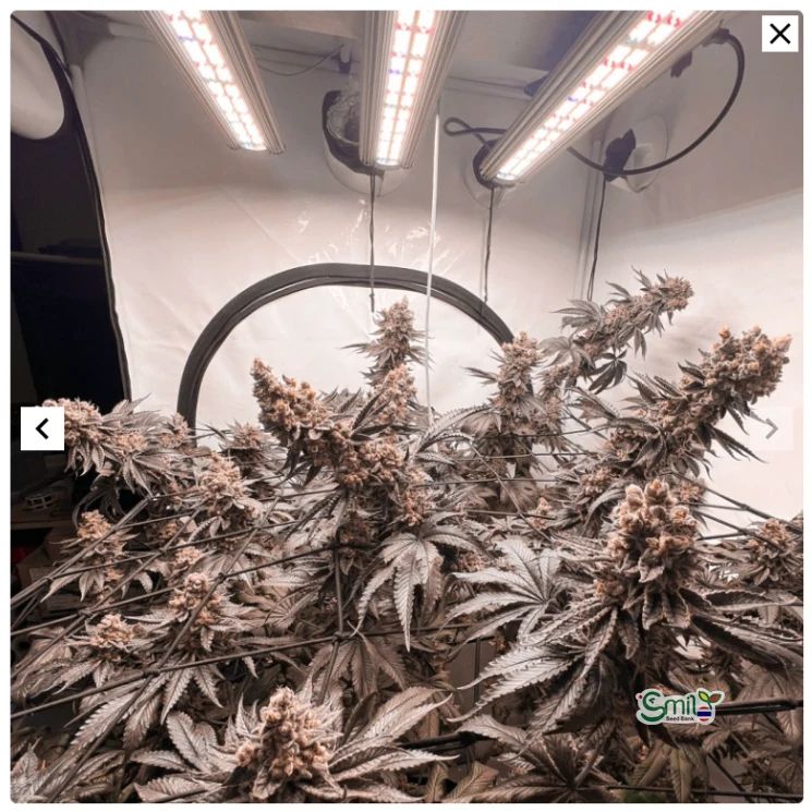 Ice Cream Haze — 9