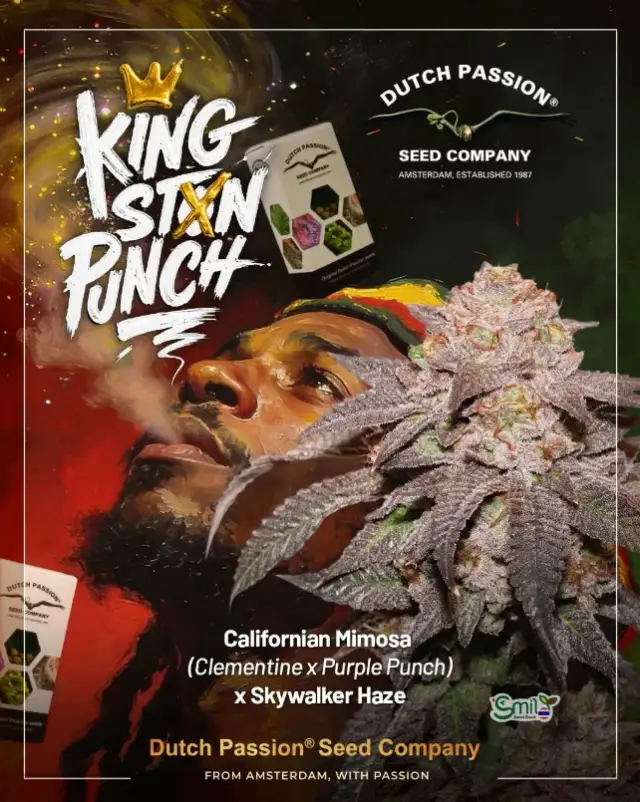 Kingston Punch — 1