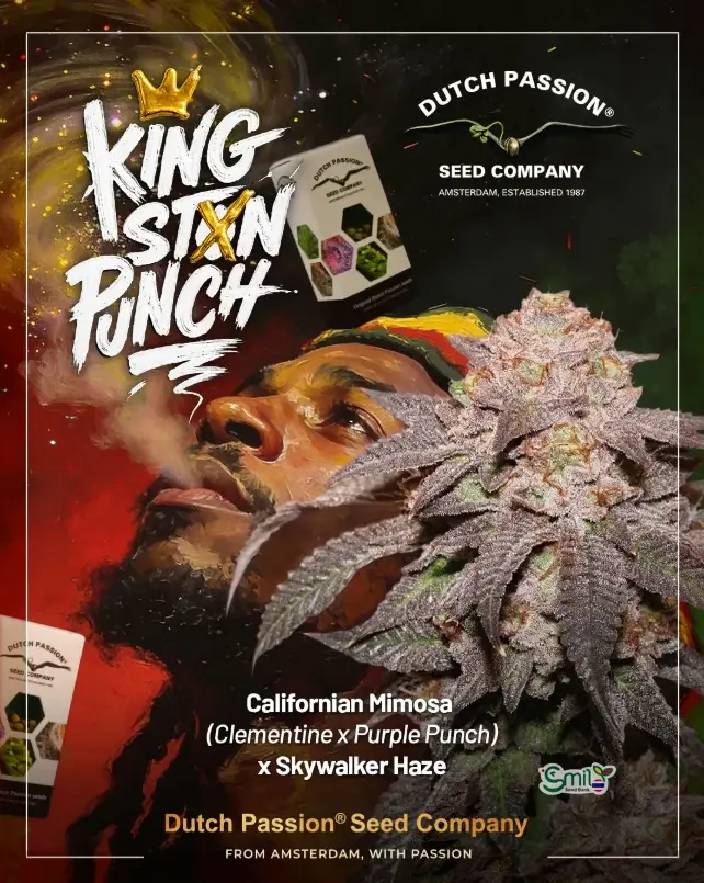 Kingston Punch — 1