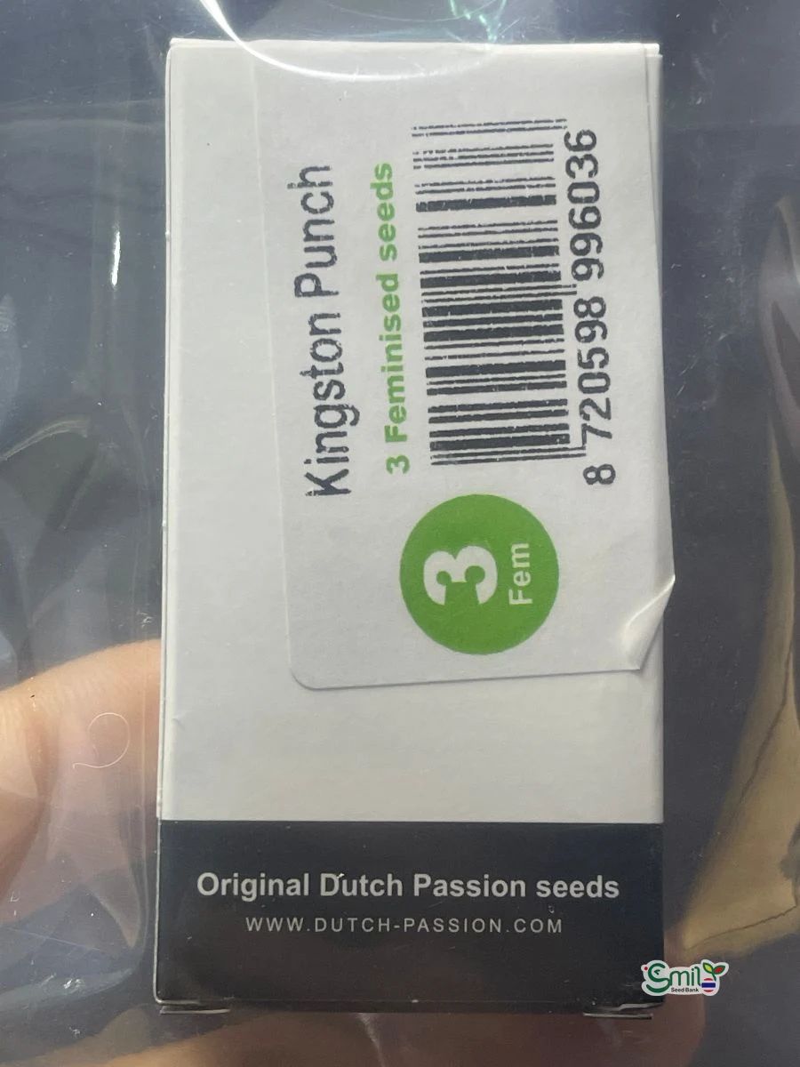 Kingston Punch — 5