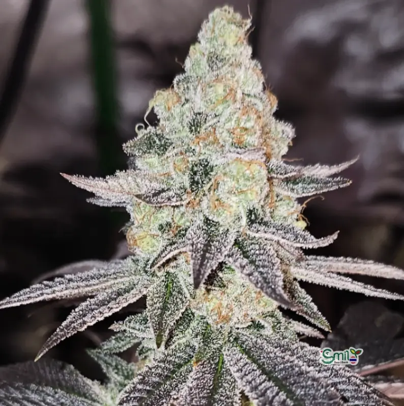 Sugar Cane V3 — 3