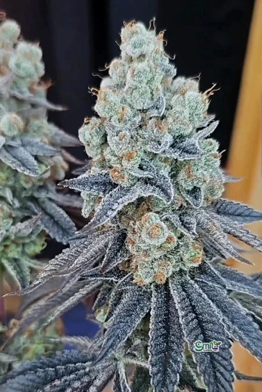 Sugar Cane V3 — 4