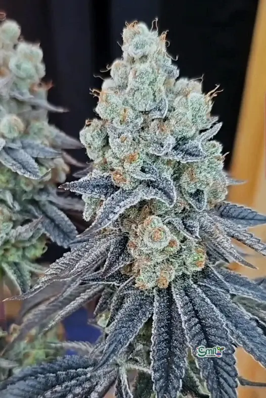 Sugar Cane V3 — 4