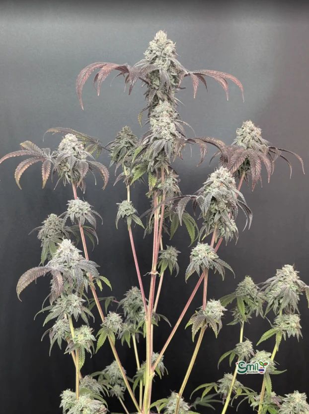 Garlic Mint Sherbet — 3