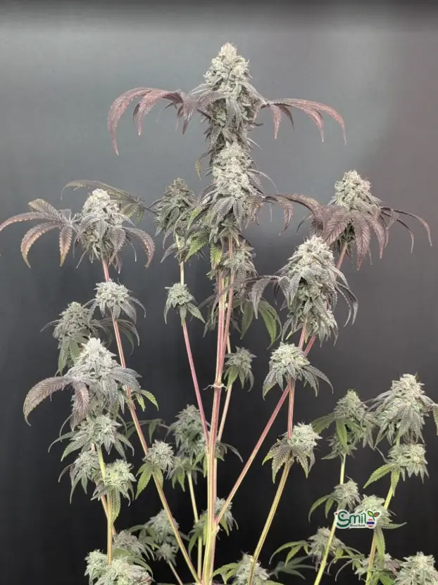 Garlic Mint Sherbet — 3