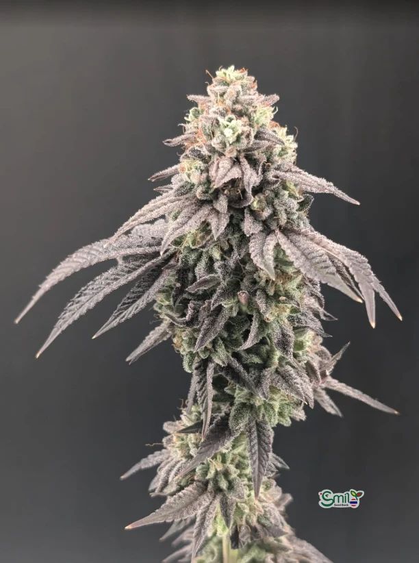 Garlic Mint Sherbet — 4
