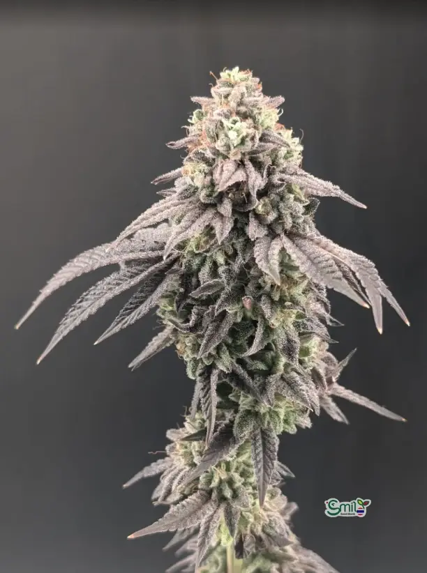 Garlic Mint Sherbet — 4