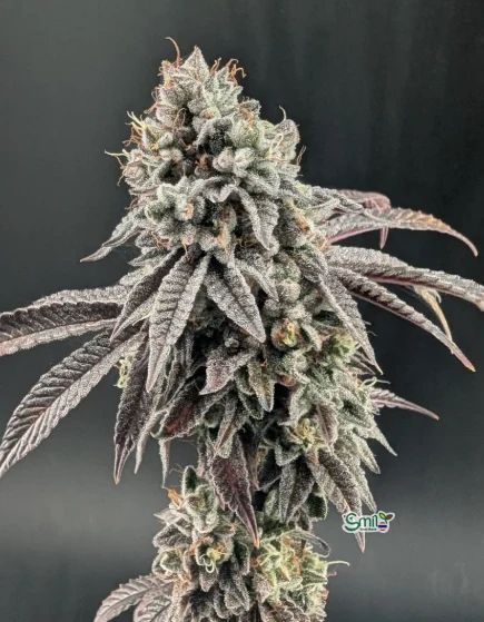 Garlic Mint Sherbet — 5