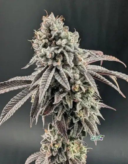 Garlic Mint Sherbet — 5