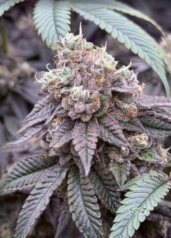 Garlic Mint Sherbet — 6