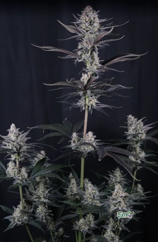 Mendo Guava Auto — 3