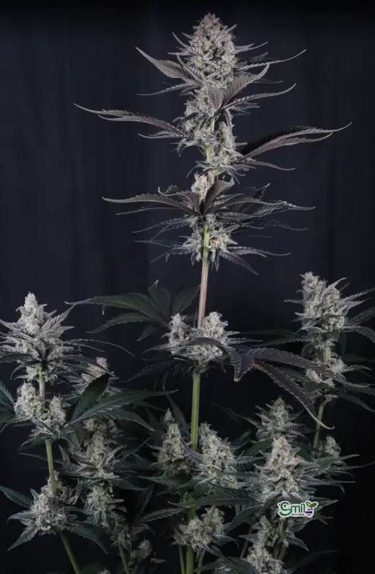 Mendo Guava Auto — 3