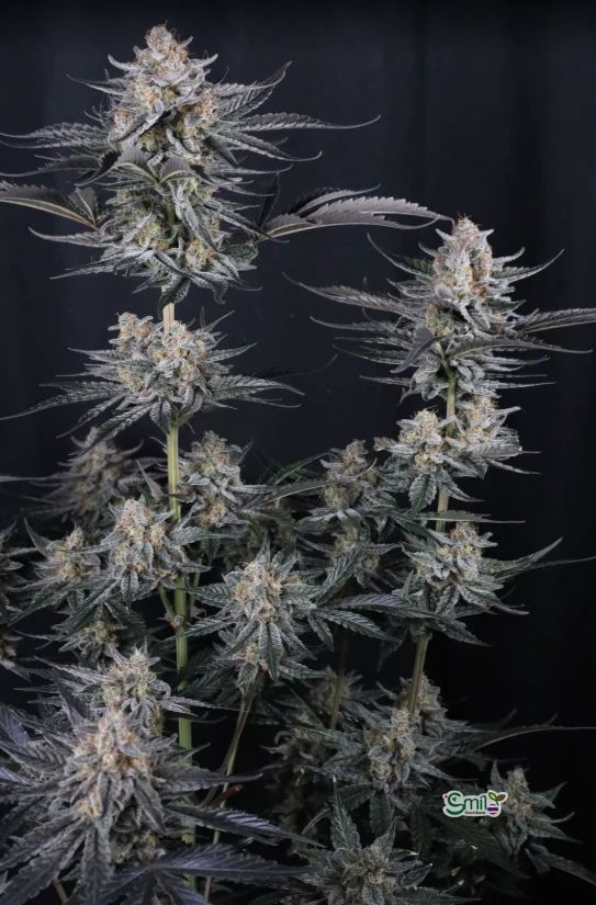 Mendo Guava Auto — 4