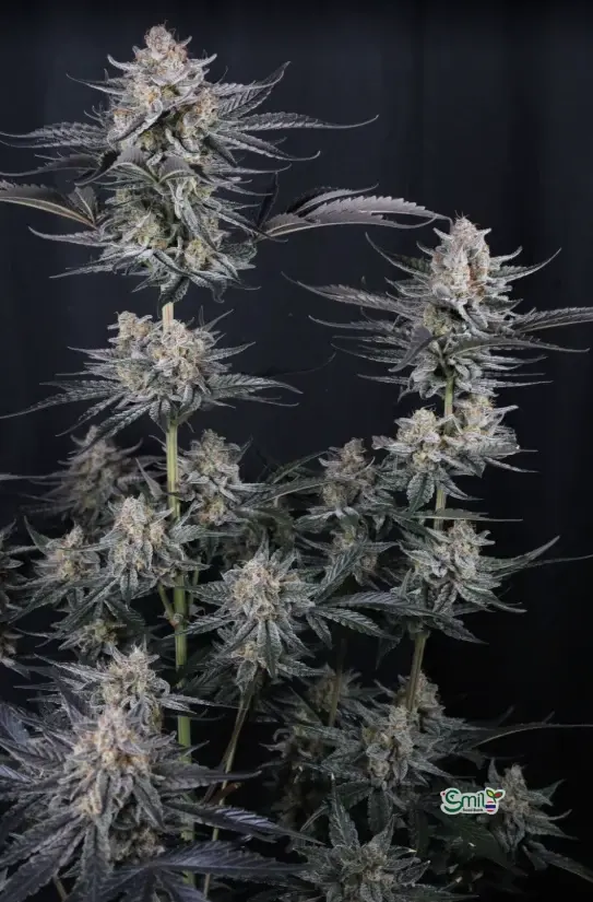 Mendo Guava Auto — 4