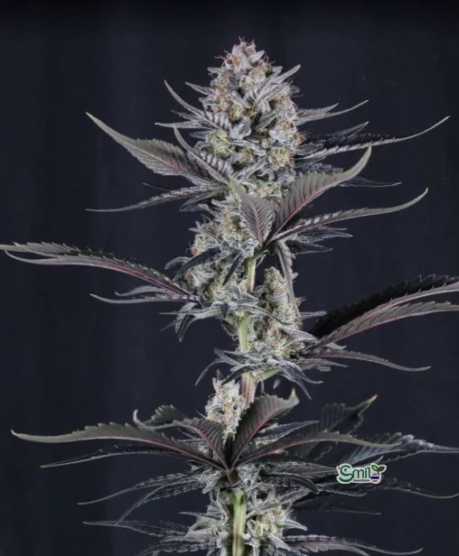 Mendo Guava Auto — 5