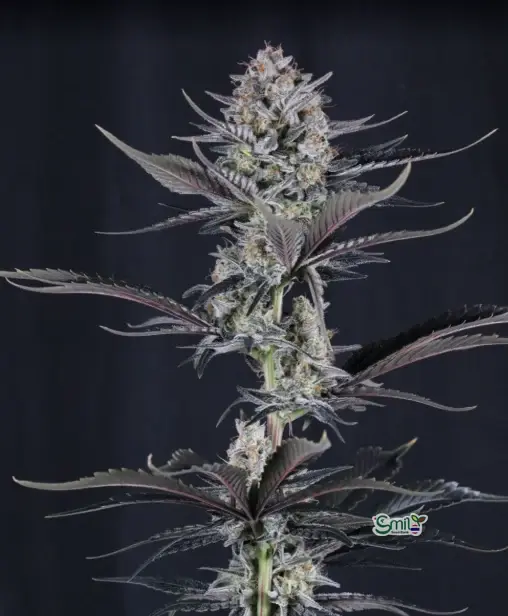 Mendo Guava Auto — 5