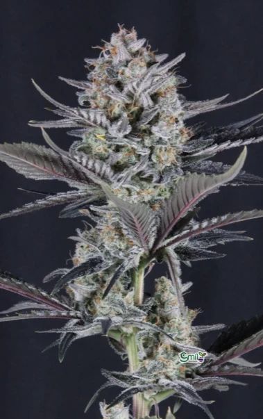 Mendo Guava Auto — 6