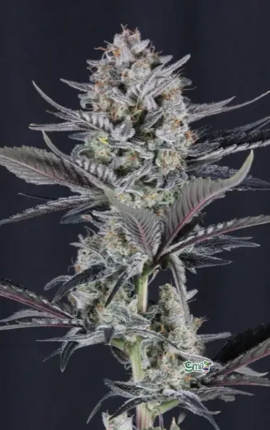 Mendo Guava Auto — 6