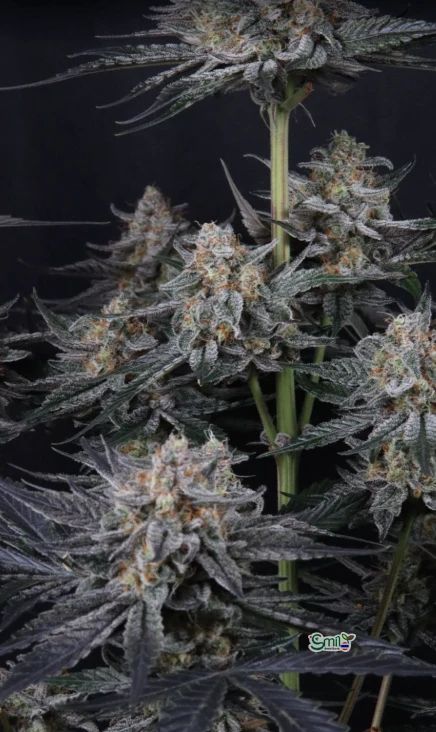 Mendo Guava Auto — 7