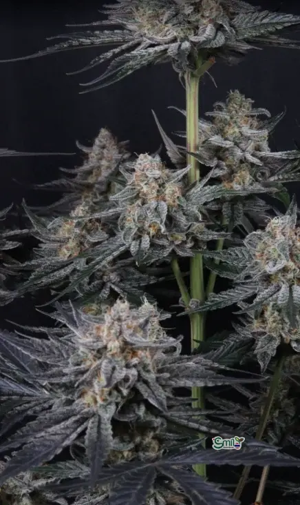 Mendo Guava Auto — 7