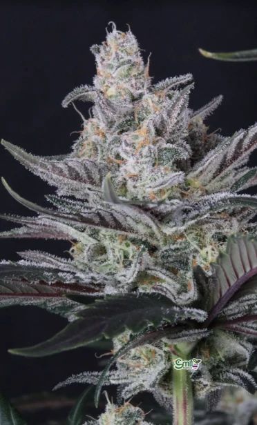 Mendo Guava Auto — 8