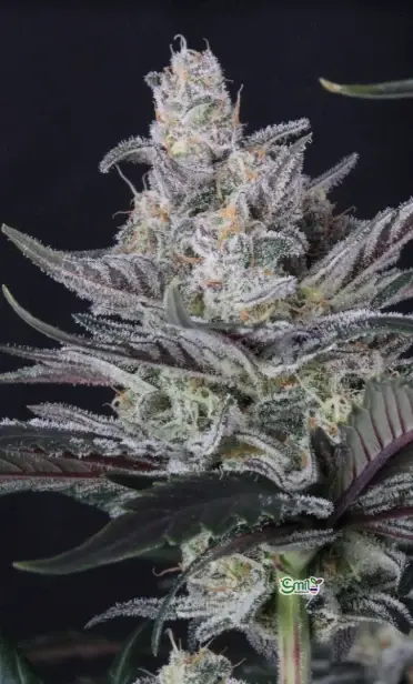 Mendo Guava Auto — 8