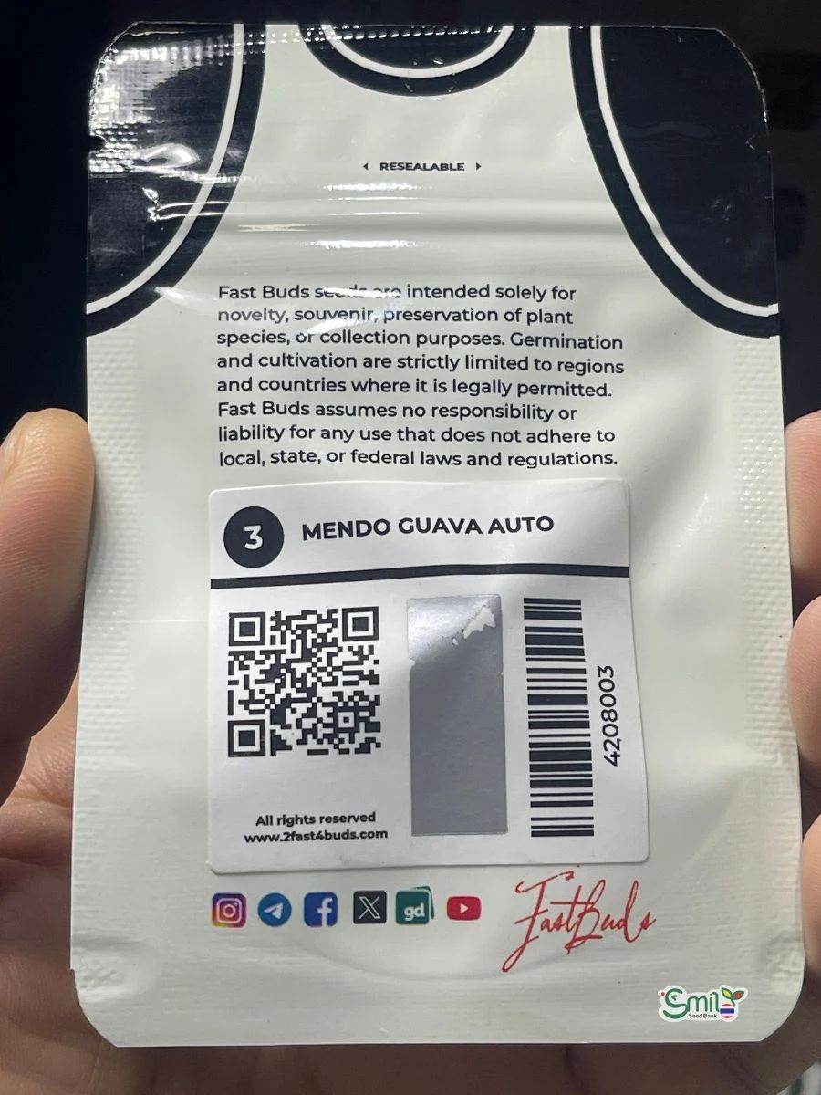 Mendo Guava Auto — 2