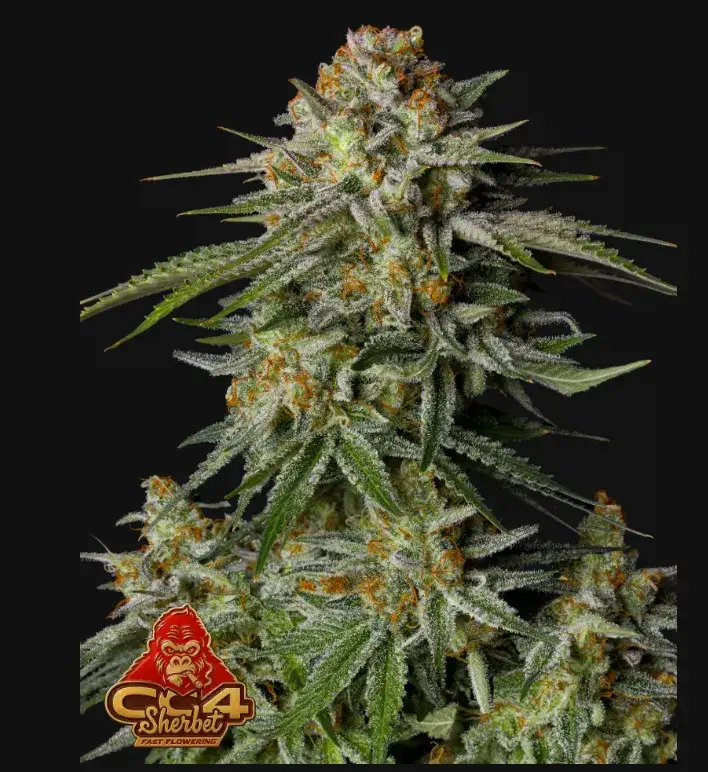 GG4 Sherbet FF — 1