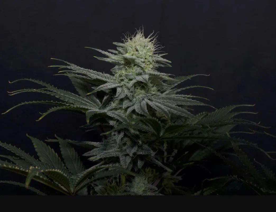 GG4 Sherbet FF — 2