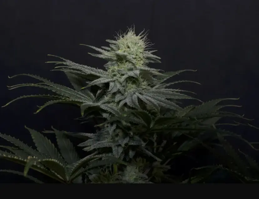 GG4 Sherbet FF — 2