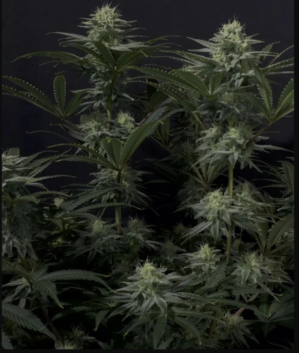 GG4 Sherbet FF — 3