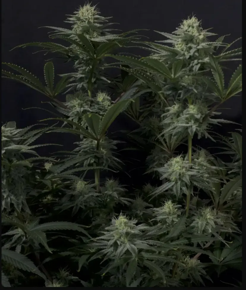 GG4 Sherbet FF — 3