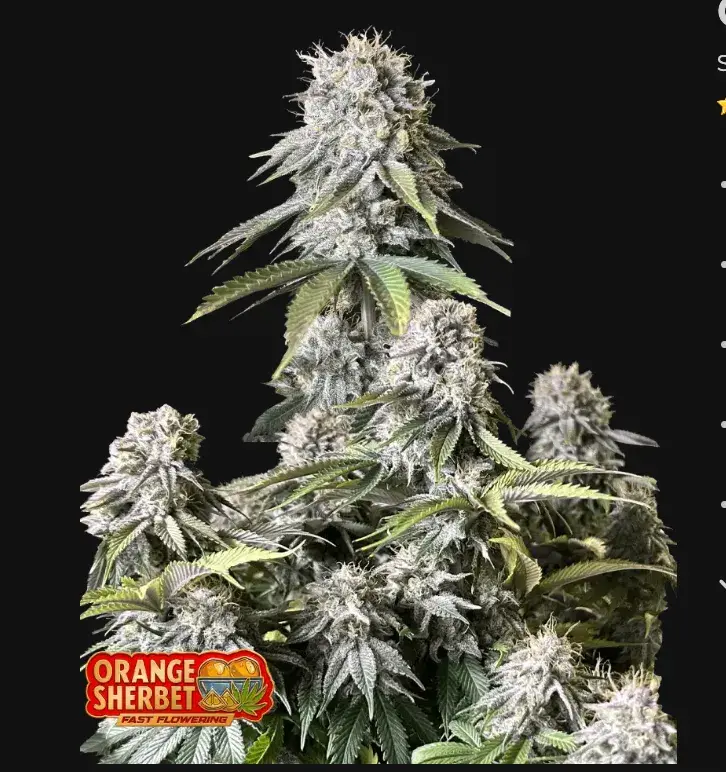 Orange Sherbet FF — 1